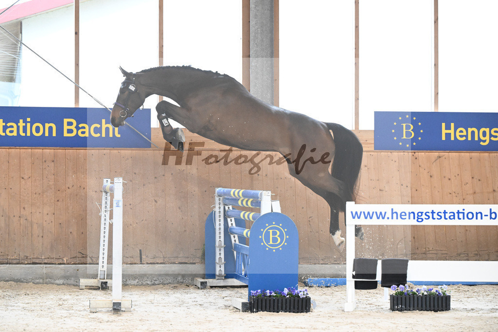 Kat-Nr. 15 Emma vom Imhoff v. Cornet Obolensky_Imhoff_7240125 | hf-fotografie - Realisiert mit Pictrs.com