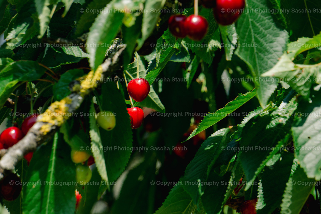 Kirschen_close-up | Willkommen im Shop von Photography Sascha Staub. Hier findest du alle Fotos und Medieninhalten von Sascha Staub. In diesem Shop kannst du Lizenzen zu den Fotos, Drucke und Gutscheine für den Shop erwerben.  - Realisiert mit Pictrs.com