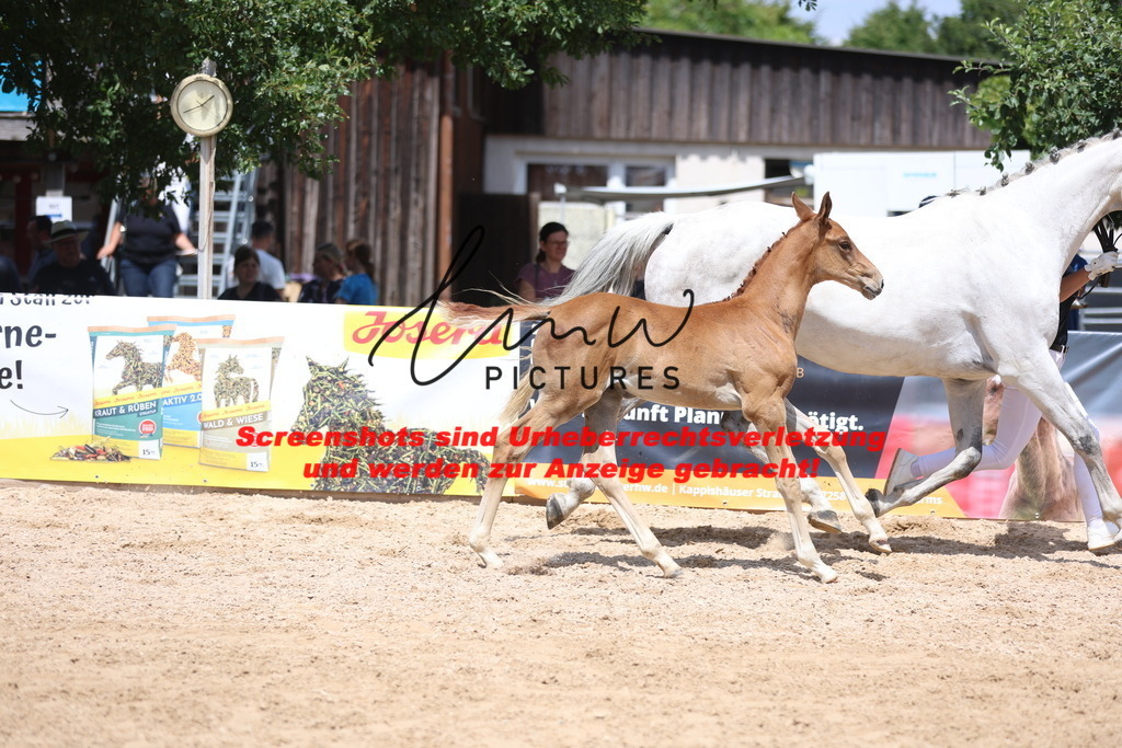 Fohlenschau_Schwäbisch_Hall_springbetonte_Fohlen_KN 27_11 | lmwpictures - Realisiert mit Pictrs.com