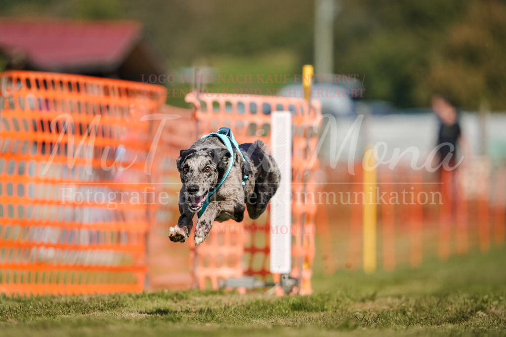 20250928_Hunderennen-564 | MuT (Mensch und Tier) mit Mona - Fotografie und Tierkommunikation - Realisiert mit Pictrs.com