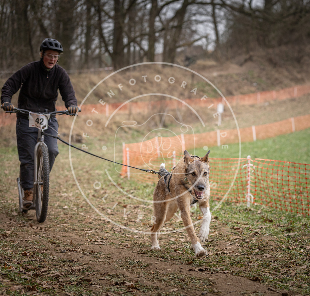 Pfotenfotografie_DV3A6662 | Hundefotografie, Tierfotograf, Pfotenfotografie, Fotoshooting Hund, Hunde Portrait, Hundesport, Hundeportraits, Heideshooting, Hunde, Sportfotograf, Hundefotograf, Turnierhundsport, THS,  - Realisiert mit Pictrs.com