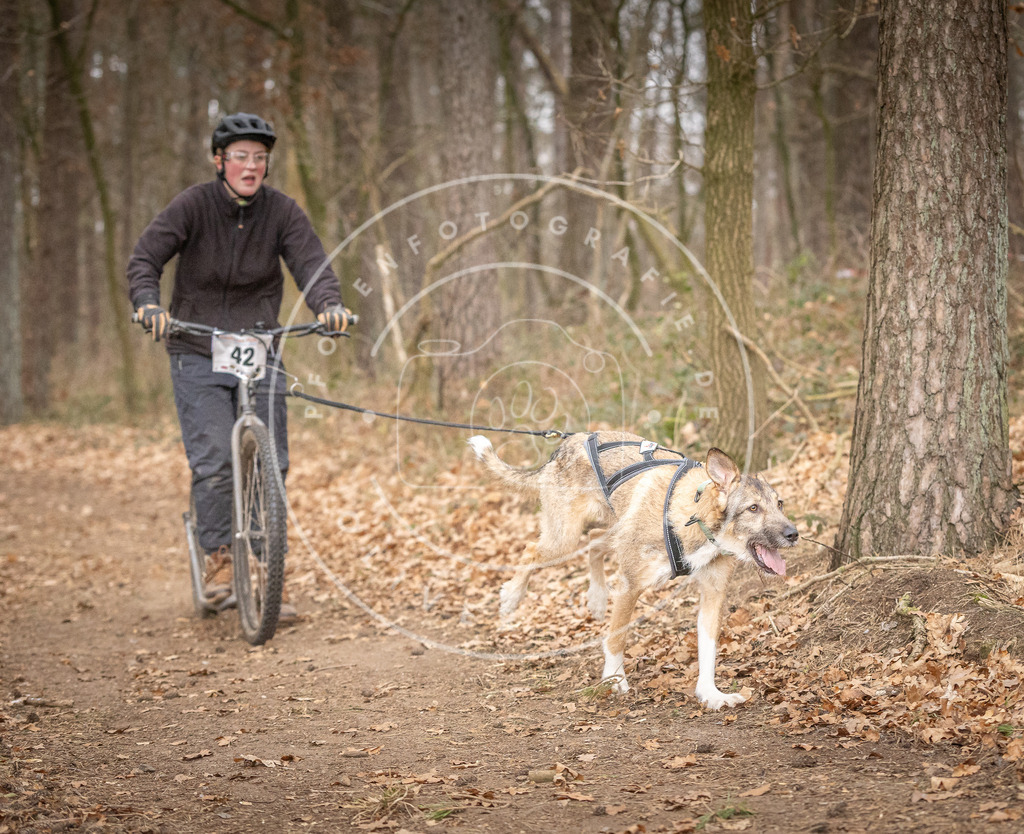 Pfotenfotografie_DV3A6965 | Hundefotografie, Tierfotograf, Pfotenfotografie, Fotoshooting Hund, Hunde Portrait, Hundesport, Hundeportraits, Heideshooting, Hunde, Sportfotograf, Hundefotograf, Turnierhundsport, THS,  - Realisiert mit Pictrs.com