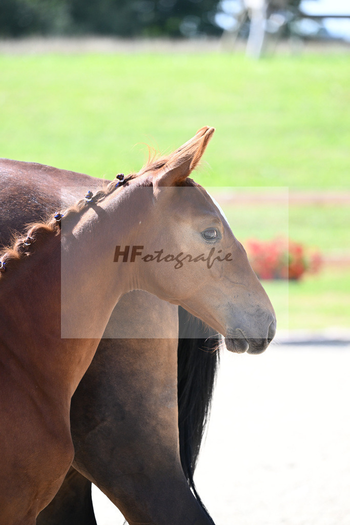 Kat-Nr. 49 HF Geyers Unbreakable x Edelmann_Ecker_28230789 | hf-fotografie - Realisiert mit Pictrs.com