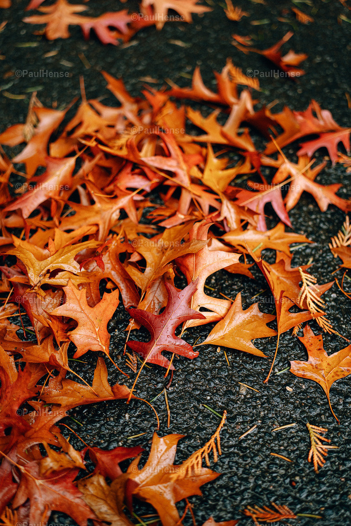 20221020_PaulHense_S0032_DSC00090 | paulhense - Realisiert mit Pictrs.com