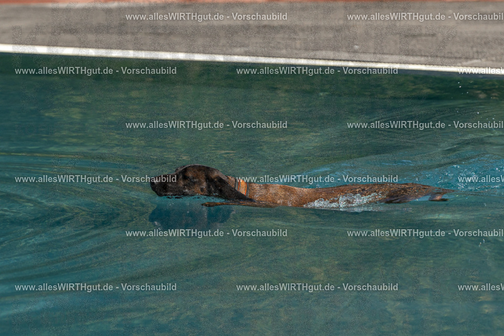 Hundeschwimmen_Volksbad_2026-allesWIRTHgut_Tierfotografie-2609061605-FAY07351 | Professionelle Tierfotografie in Mönchengladbach von Daniel Wirth (allesWIRTHgut). Liebevolle & natürliche Bilder von Hunden & Katzen für unvergessliche Erinnerungen.