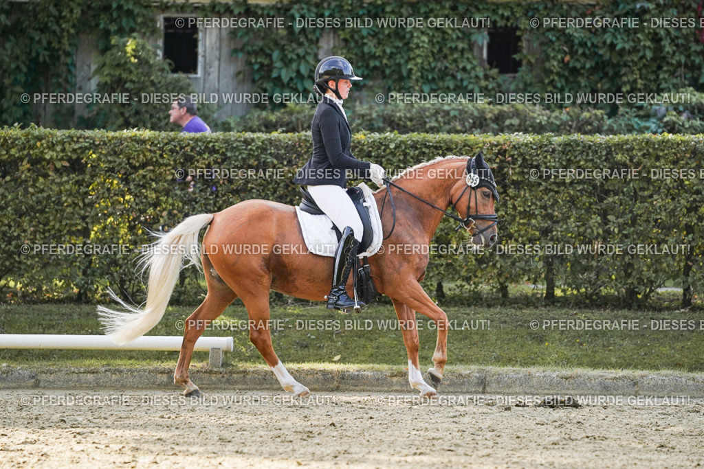 DSC05282 | Pferdegrafie