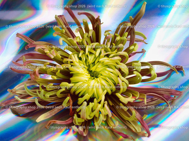 titusgraphy_P7088670-vz-ln | titusgraphy-shop: Geschenkideen mit Qualitätsfotos. titusgraphy-shop: gift ideas with quality photos. titusgraphy-shop: idées cadeaux avec photos de qualité.  - Realisiert mit Pictrs.com