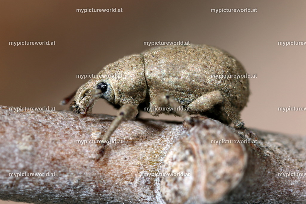 Trachyphloeus angustisetulus-001 | Das Bilderarchiv über Tiere, Planzen und Landschaften. In der Bilddatenbank finden Sie ein große Auswahl an hochwertigen Bilder für Ihre Werbung - Realized with Pictrs.com