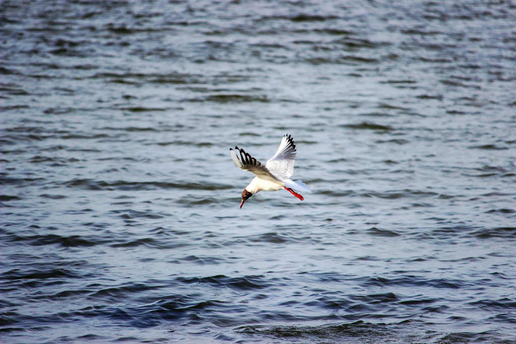 Wandbild: Lachmöwe über der Förde – Habernis in Bewegung | Dieses Wandbild zeigt eine Lachmöwe im Flug über dem Wasser bei Habernis an der Flensburger Außenförde. Die Flügel weit ausgebreitet, die weißen Federn mit schwarzen Spitzen, der rote Schnabel und die roten Beine setzen lebendige Akzente in der ruhigen Szenerie. Das Wasser unter ihr ist leicht bewegt, das Licht weich, und die Möwe scheint für einen Moment zwischen Himmel und Meer zu schweben. Die Komposition lebt vom Kontrast zwischen Bewegung und Stille, zwischen Detail und Weite. Dieses Motiv eignet sich ideal als Wandbild für naturnahe Wohnkonzepte – ob als Leinwandbild, Acrylglasbild, Alu-Dibond FineArt Print oder als Akustikbild. Ein lebendiger Akzent für Wohnzimmer, Büro oder Ferienwohnung. - Realisiert mit Pictrs.com