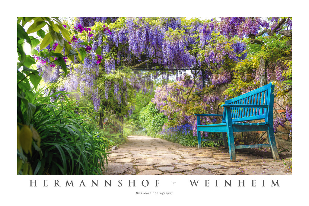 Hermannshof - Weinheim | Every year in April/May, the beautifully designed Hermannshof in Weinheim has a very special spectacle to offer. When the wisteria blossoms, it's like walking through a blue-purple tunnel. In my opinion, one of the most beautiful spring motifs in the region. - Realisiert mit Pictrs.com