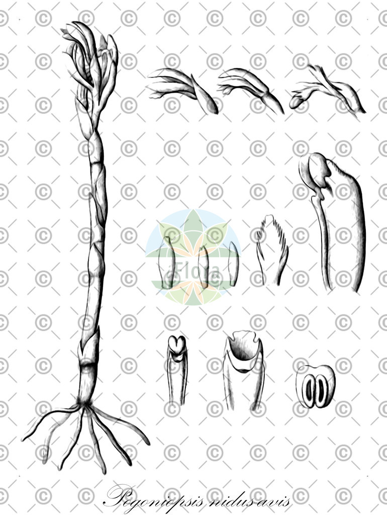 HistAbb_wfo-0000279630_1_ENZY_Simple | Historische Abbildung von Pogoniopsis nidus-avis - Orchidaceae | Historical Illustration of Pogoniopsis nidus-avis - Orchidaceae