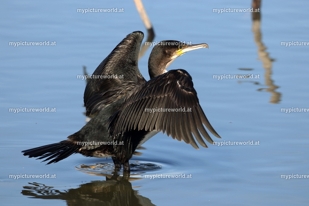 Kormoran-138 | Das Bilderarchiv über Tiere, Planzen und Landschaften. In der Bilddatenbank finden Sie ein große Auswahl an hochwertigen Bilder für Ihre Werbung - Realisiert mit Pictrs.com