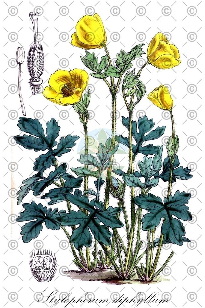 HistAbb_wfo-0000034390_1_ENZY_Simple | Historische Abbildung von Stylophorum diphyllum - Papaveraceae | Historical Illustration of Stylophorum diphyllum - Papaveraceae (celandine-poppy;mock poppy;wood-poppy)