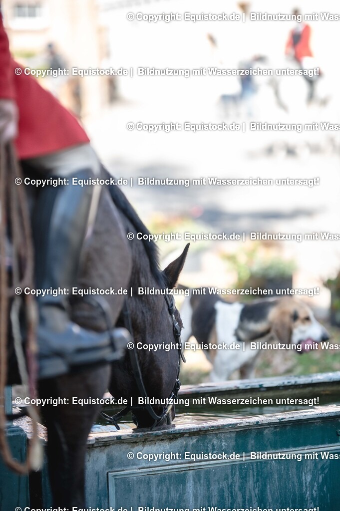 20251011_Jagd-Marbach_0638 | Foto: Thomas Hartig