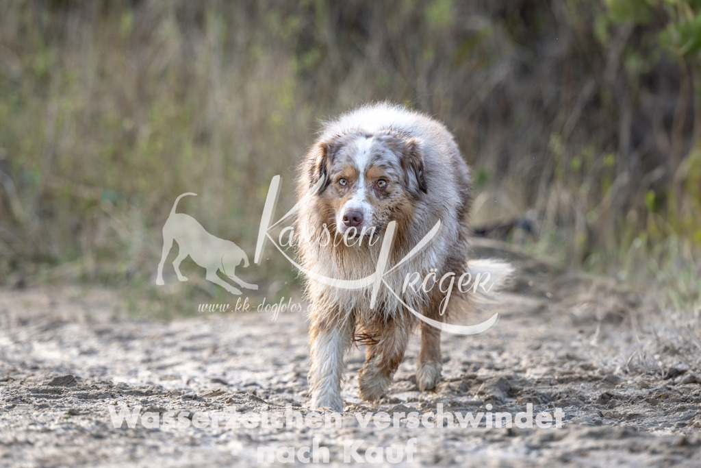 1639_ZZ93236-Bearbeitet | kk-dogfotos