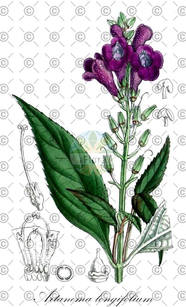 HistAbb_wfo-0000550242_1_ENZY_Simple | Historische Abbildung von Artanema longifolium - Linderniaceae | Historical Illustration of Artanema longifolium - Linderniaceae