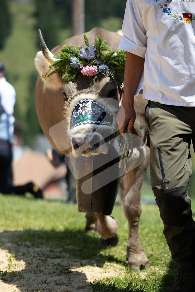 Rigi2025_2063 | Die Schwinger des Schwyzer Kantonalen Schwingerverbandes: Fotos, die Dynamik und Leidenschaft festhalten, sowie emotionale Momente aus dem traditionellen Schwingsport zeigen. - Realisiert mit Pictrs.com