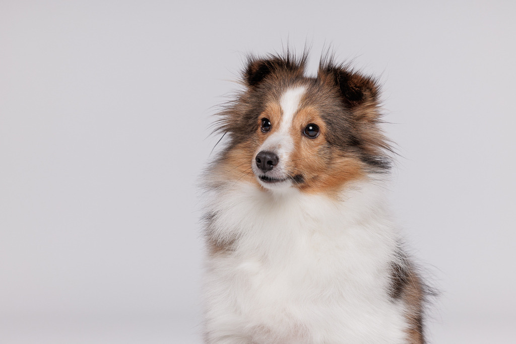 Hundefotografie im Professionellen Heimstudio | Hundefotografie mit professioneller Blitzanlage 