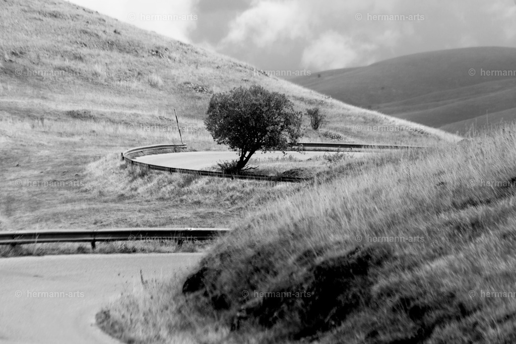 Trees_fine_Art_0008 | Photo Foto Kunst Art schwarzweiss Bilder Rheine Münster Berlin Blumen 
