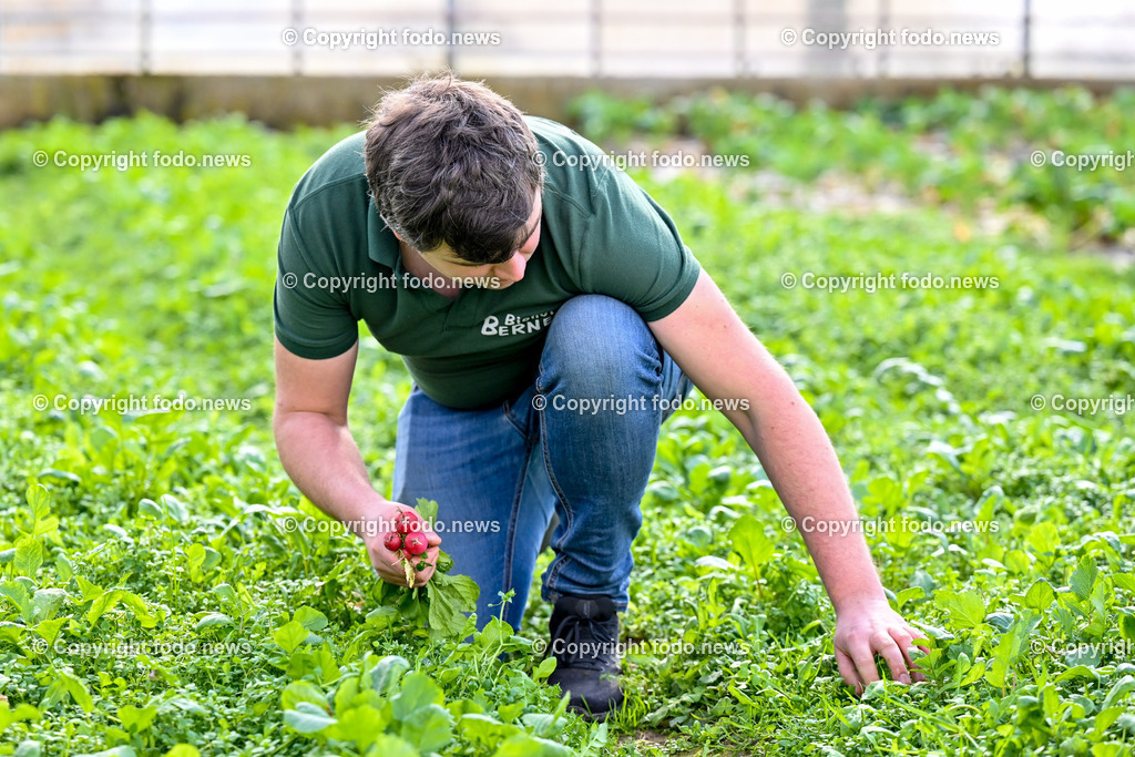 Biohof Berner_ Pupping_ 28.02.2023-2 | 28.02.2023, Pupping, AUT, Biohof Berner, im Bild André Berner (Biobauer) bei der Radieschen Ernte