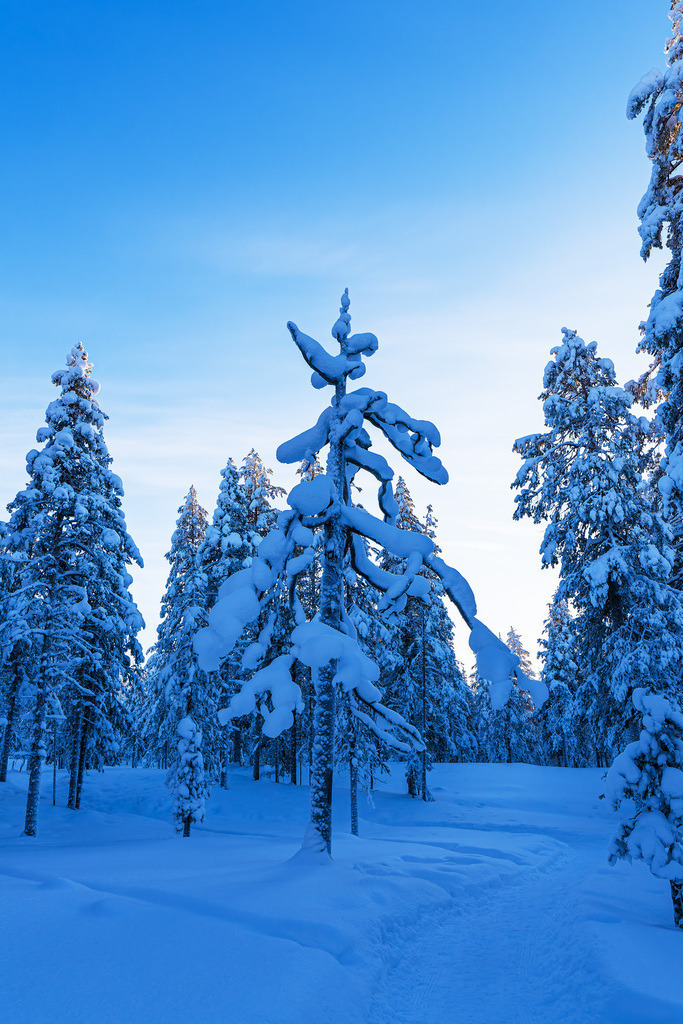 Landschaft im Winter mit Wald in Äkäslompolo, Finnland | Landschaft im Winter mit Wald in Äkäslompolo, Finnland.