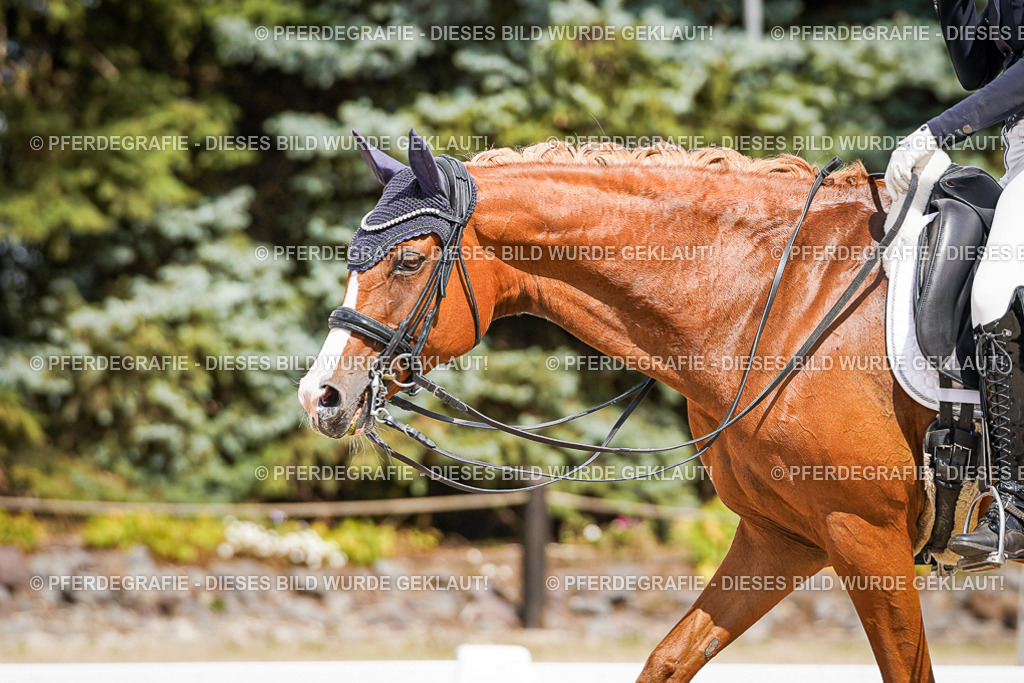 DSC06255 | Pferdegrafie