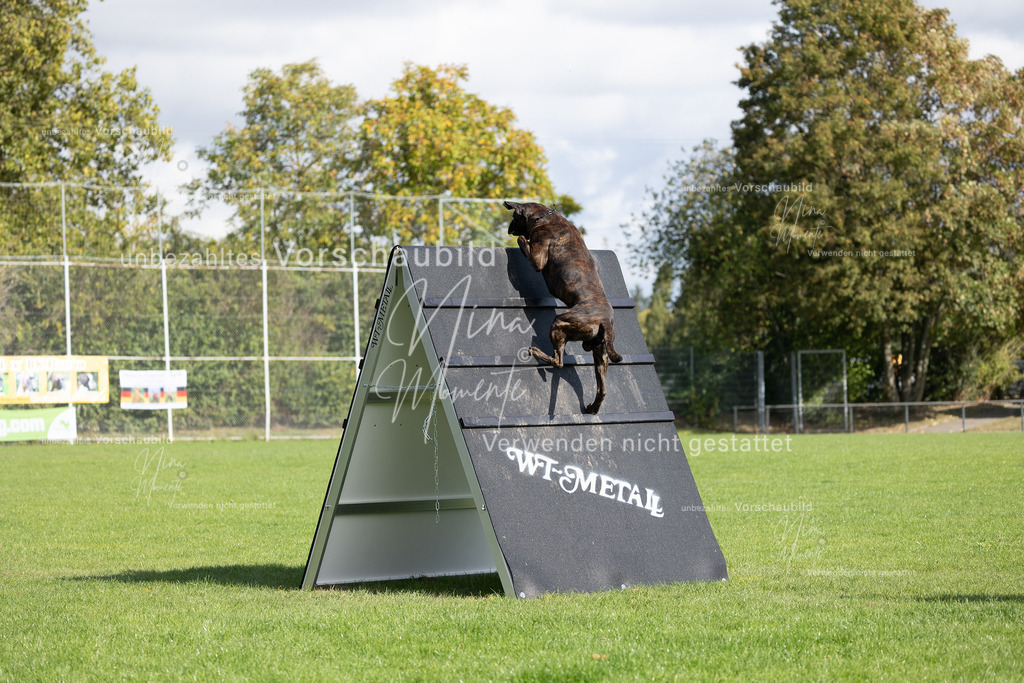 _16A6854 | Einzigartige Fotos von Hunden & Menschen –Actionfotos, Portraits, Vereinsaufnahmen & Paarshootings – authentisch, lebendig & mit Herz.