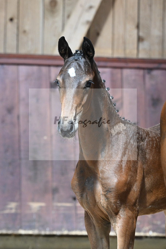 Kat-Nr. 18 SF Dream Royal x Bonifatius_Goldhofer_32240191 | hf-fotografie - Realizzato con Pictrs.com