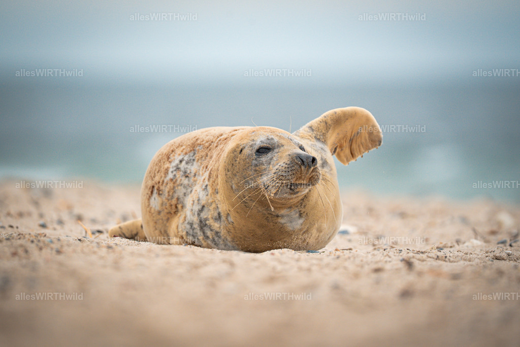 allesWIRTHwild.de - 7IV04715 | Entdecke die faszinierende Welt der Natur- und Wildlife-Fotografie von Daniel und Bärbel. Inspirierende Bilder von wilden Tieren und kleinen Naturwundern.
