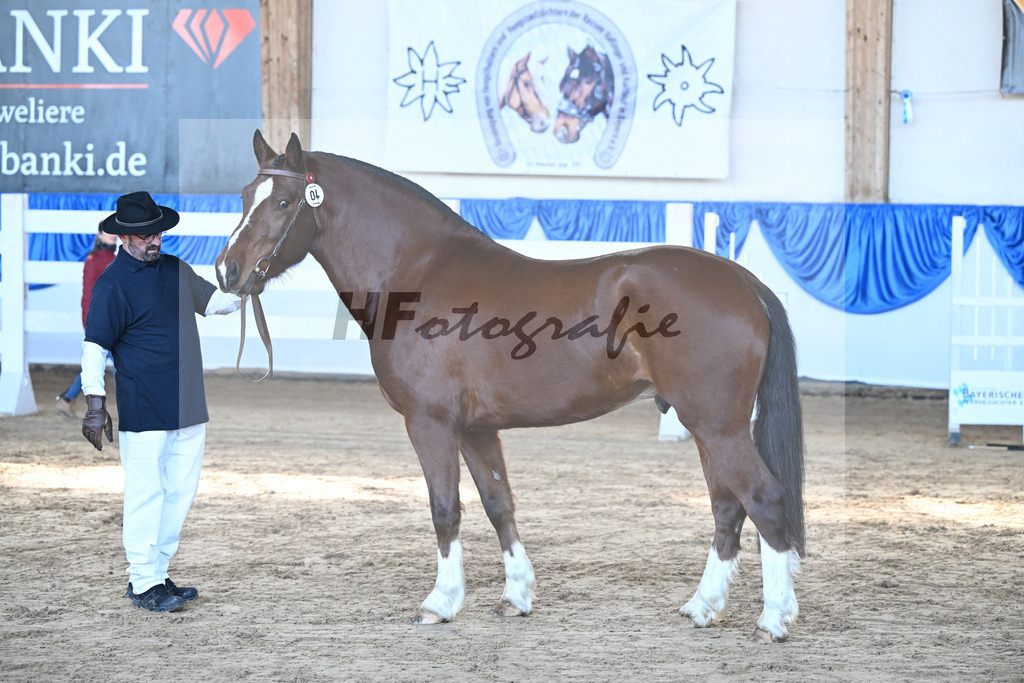 Kat-Nr. 4 Caliente du P tut Fatre v. Capeo_Strasser_9260088 | hf-fotografie - Realisiert mit Pictrs.com