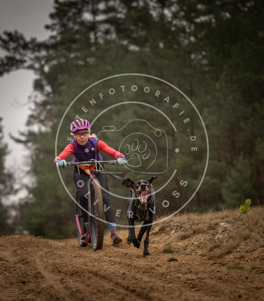 Pfotenfotografie_DV3A4307 | Hundefotografie, Tierfotograf, Pfotenfotografie, Fotoshooting Hund, Hunde Portrait, Hundesport, Hundeportraits, Heideshooting, Hunde, Sportfotograf, Hundefotograf, Turnierhundsport, THS,  - Realisiert mit Pictrs.com
