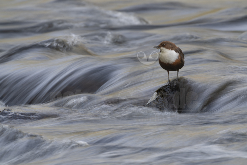 R6M32955_20260503 | Eine Wasseramsel (Cinclus cinclus) steht auf einem dunklen Felsen inmitten eines schnell fließenden Flusses. Das Wasser um den Felsen herum ist durch eine Langzeitbelichtung weichgezeichnet und erzeugt streifige, graue und weiße Muster. Der Vogel hat einen braunen Kopf, eine weiße Brust und einen rötlich-braunen Bauch. Er hält einen kleinen, länglichen Gegenstand, möglicherweise ein Insekt oder Larve, in seinem Schnabel, was auf Nahrungssuche oder Fütterung hindeutet. - Realisiert mit Pictrs.com
