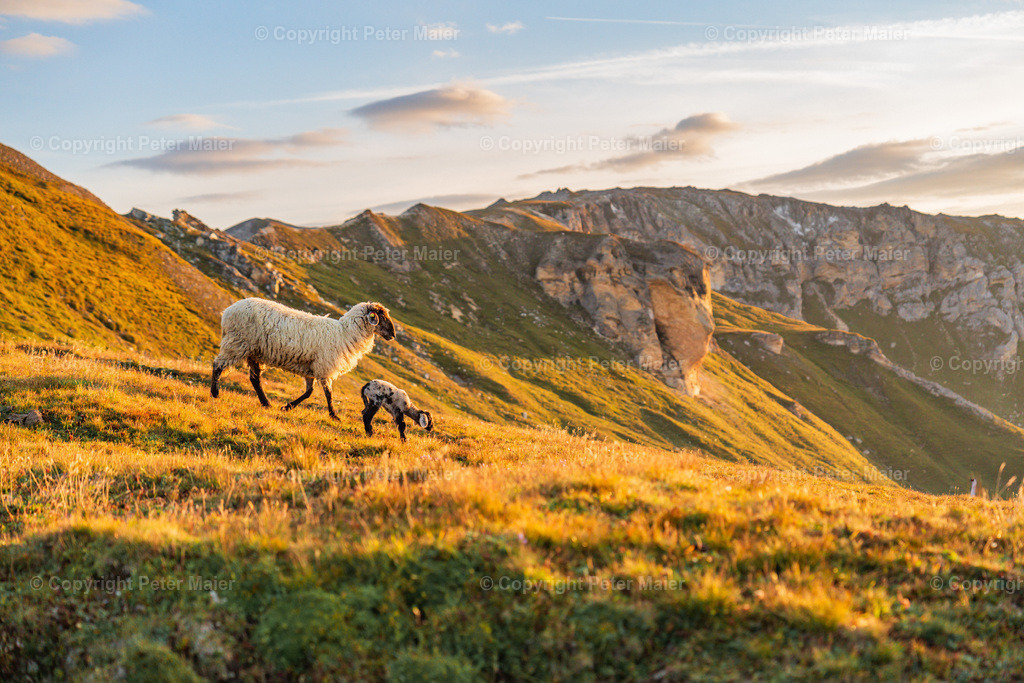 Inter_Trade_2023-616 | piet_flosse