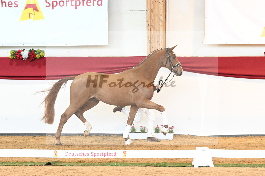 Kat-Nr. 53 Va Bene x Locksley III_Albert_43230907 | hf-fotografie - Realisiert mit Pictrs.com