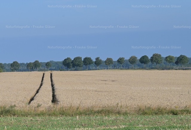 F.Gläser_0751a | Naturfotografie Frauke Gläser - Realisiert mit Pictrs.com