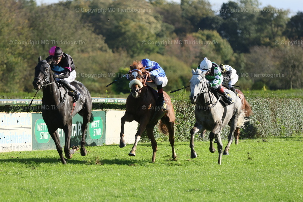 3H5A8421 | Pferdefotos online bestellen - Realisiert mit Pictrs.com