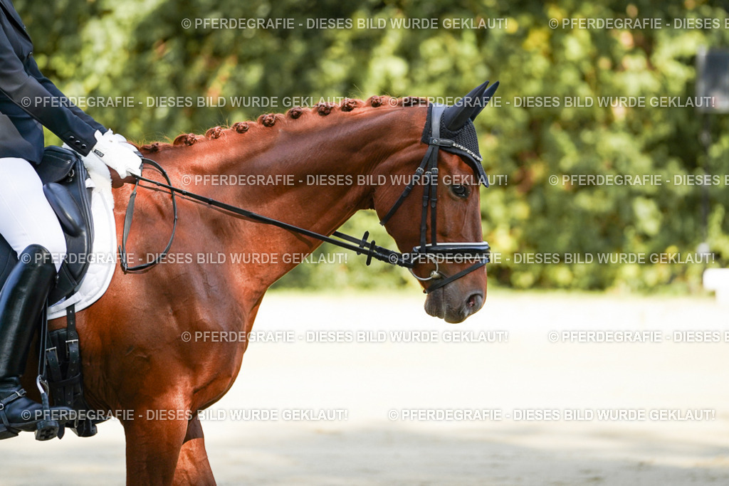 DSC07008 | Pferdegrafie