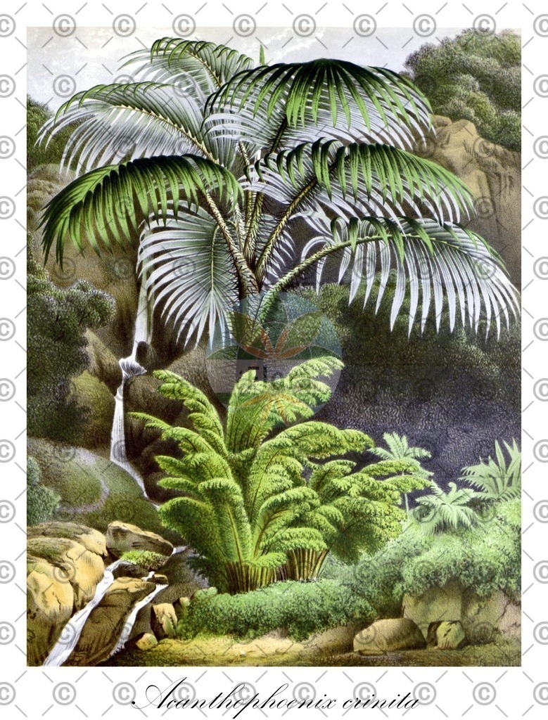 HistAbb_wfo-0000278506_1_ENZY_Simple | Historische Abbildung von Acanthophoenix crinita - Arecaceae | Historical Illustration of Acanthophoenix crinita - Arecaceae
