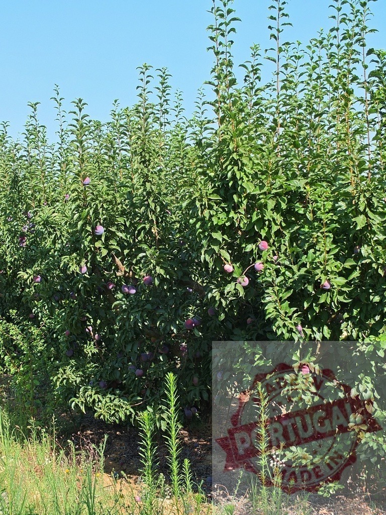 Plum fruit growing on trees in orchard rows | Plum trees with ripe purple fruit growing in rows under a clear blue sky - Realisiert mit Pictrs.com