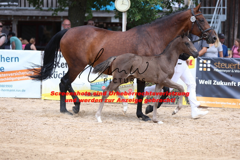 Fohlenschau_Schwäbisch_Hall_dressurbetonte_Fohlen_Goldring_KN 53_1 | lmwpictures - Realisiert mit Pictrs.com
