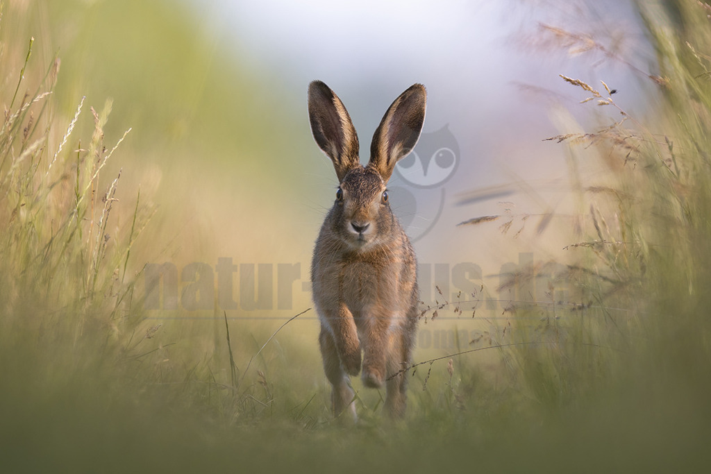 20220615181423-14 | Der Feldhase, kurz auch Hase genannt, ist ein Säugetier aus der Familie der Hasen. Die Art besiedelt offene und halboffene Landschaften. Das natürliche Verbreitungsgebiet umfasst weite Teile der südwestlichen Paläarktis; durch zahlreiche Einbürgerungen kommt der Feldhase heute jedoch auf fast allen Kontinenten vor. - Realisiert mit Pictrs.com