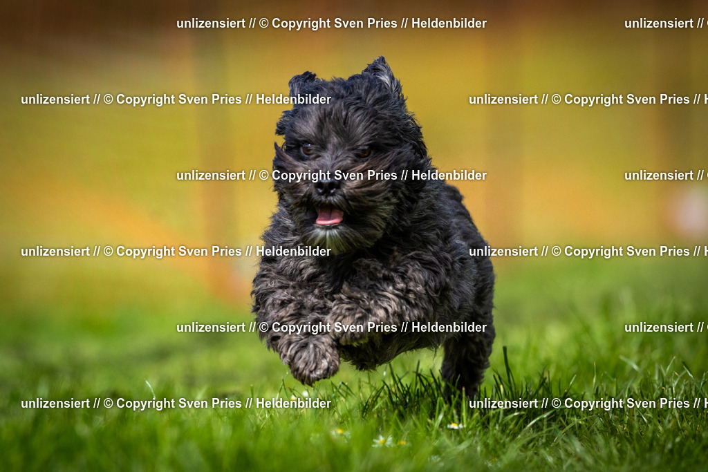 Sven Pries | 2025-04-13 - Hunderennen Baden-Baden - Realisiert mit Pictrs.com