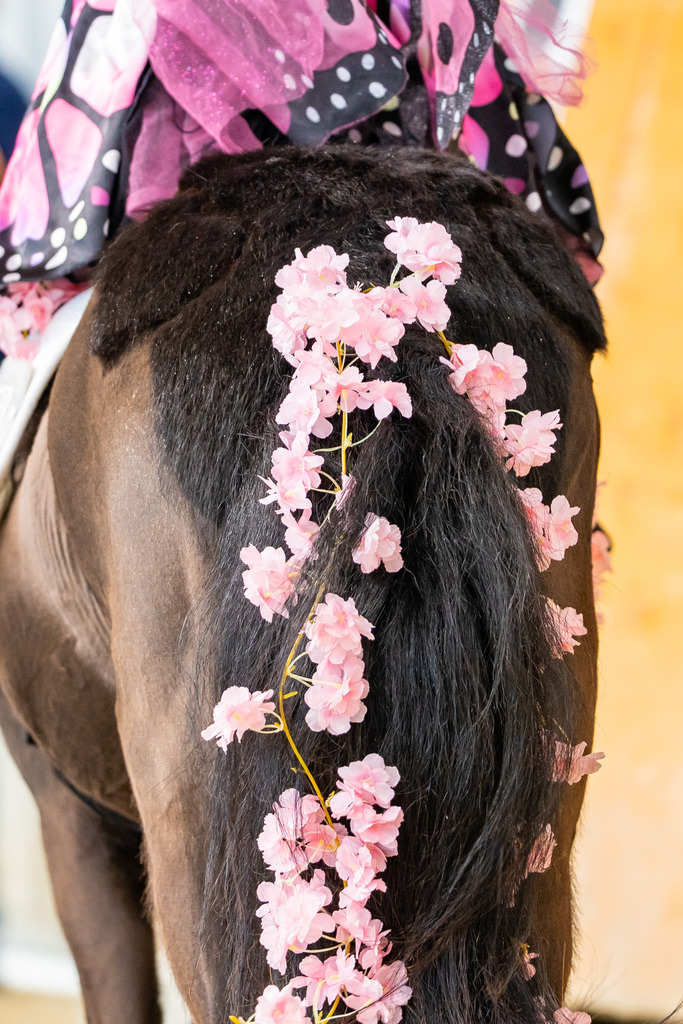 DSC00078 | Pferdegrafie