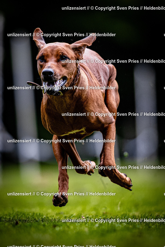 Sven Pries | 2025-10-03 - Hunderennen Obergrombach - Realisiert mit Pictrs.com