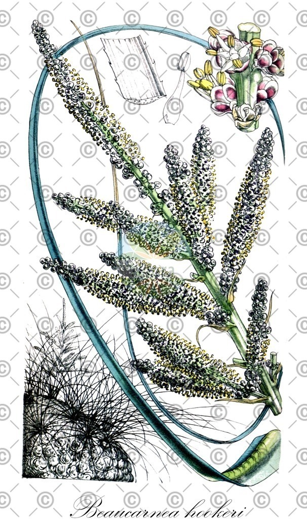 HistAbb_wfo-0000321708_1_ENZY_Simple | Historische Abbildung von Beaucarnea hookeri - Asparagaceae | Historical Illustration of Beaucarnea hookeri - Asparagaceae
