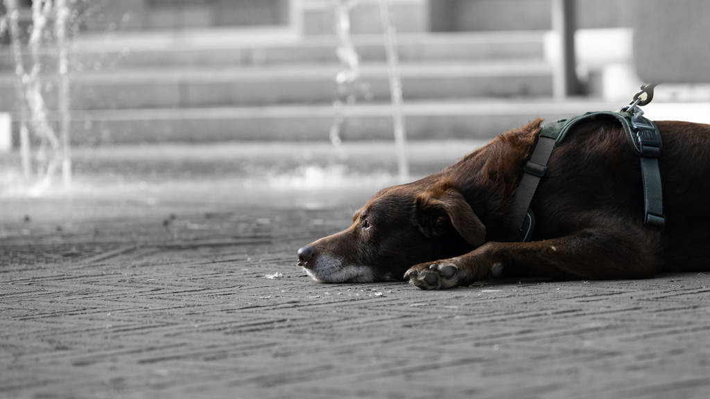 Z72_0767 | Monochrom-ish - Realisiert mit Pictrs.com