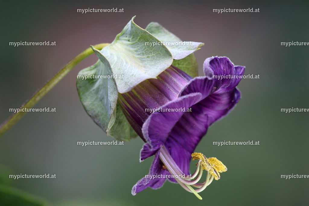 Glockenrebe-001 | Das Bilderarchiv über Tiere, Planzen und Landschaften. In der Bilddatenbank finden Sie ein große Auswahl an hochwertigen Bilder für Ihre Werbung - Realized with Pictrs.com