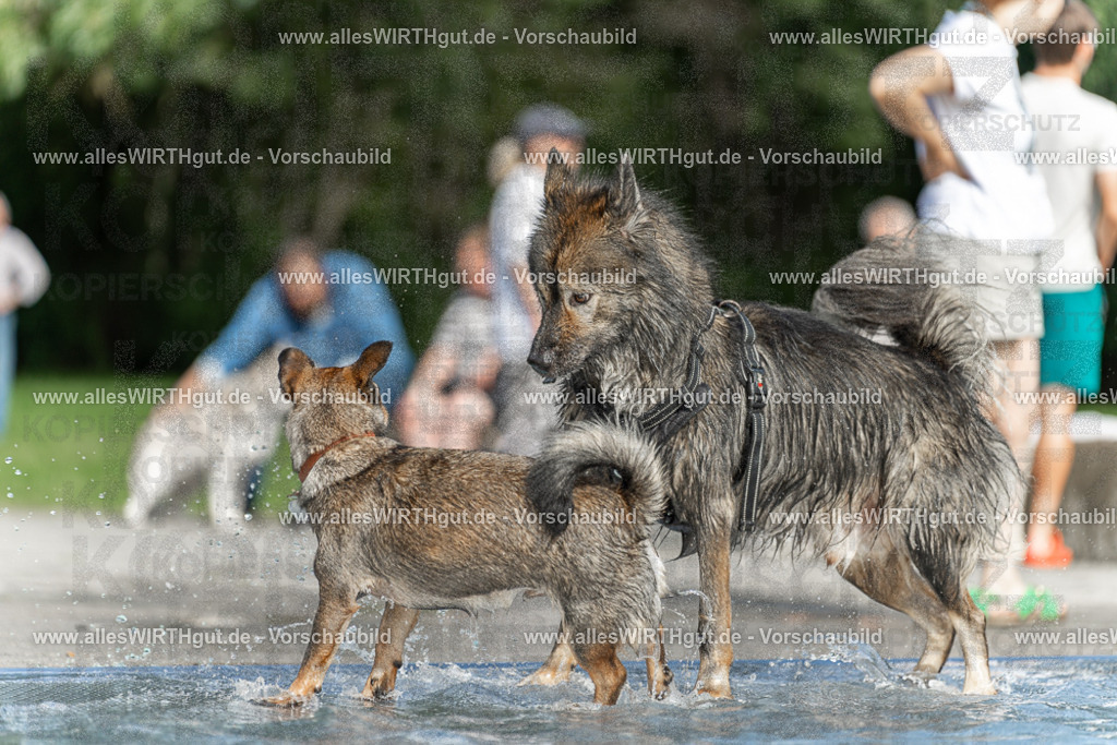 Hundeschwimmen_Volksbad_2026-allesWIRTHgut_Tierfotografie-2609061531-7R501578 | Professionelle Tierfotografie in Mönchengladbach von Daniel Wirth (allesWIRTHgut). Liebevolle & natürliche Bilder von Hunden & Katzen für unvergessliche Erinnerungen.