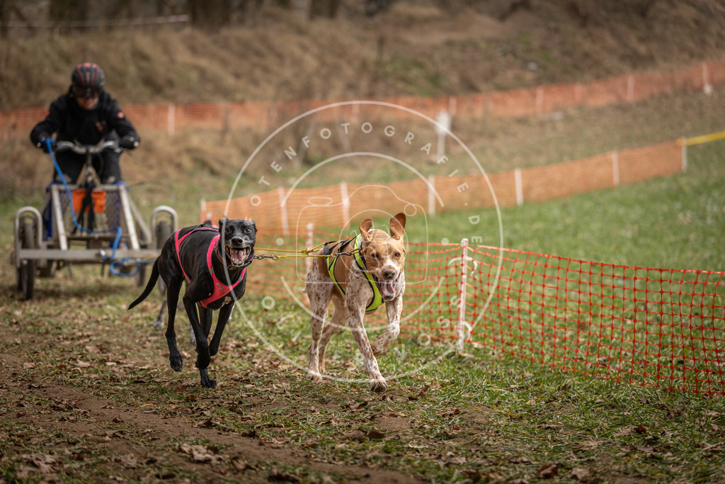 Pfotenfotografie_DV3A8279 | Hundefotografie, Tierfotograf, Pfotenfotografie, Fotoshooting Hund, Hunde Portrait, Hundesport, Hundeportraits, Heideshooting, Hunde, Sportfotograf, Hundefotograf, Turnierhundsport, THS,  - Realisiert mit Pictrs.com
