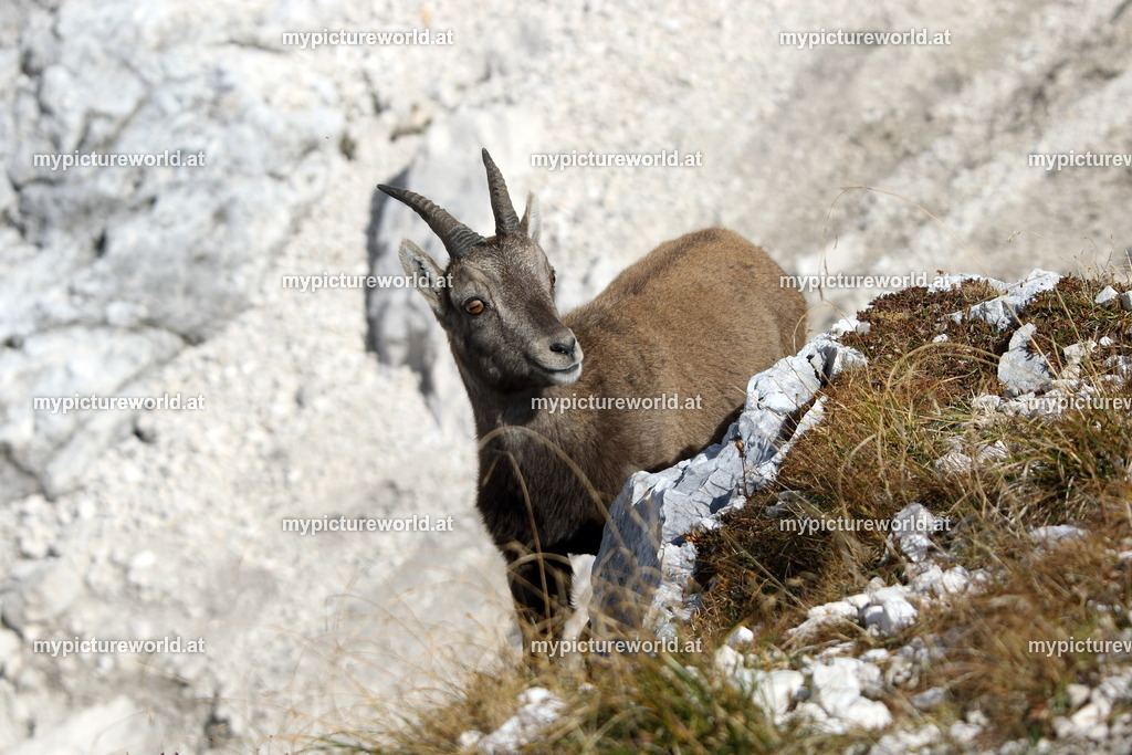 Alpensteinbock-095 | Das Bilderarchiv über Tiere, Planzen und Landschaften. In der Bilddatenbank finden Sie ein große Auswahl an hochwertigen Bilder für Ihre Werbung - Realized with Pictrs.com